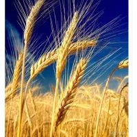 فروش گندم