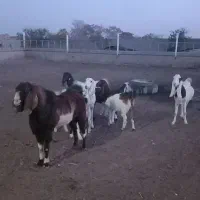 ۶راس میش چال ۳راس بز با بزغاله ۱راس نربز|حیوانات مزرعه|تاکستان, |دیوار