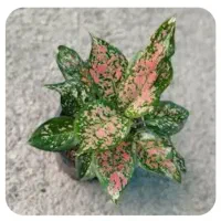 سم پاشی|خدمات باغبانی و درختکاری|قوچان, |دیوار