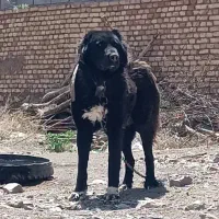 به متن توجه کن