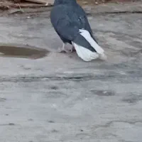 دم سفید|پرنده|فلاورجان, |دیوار