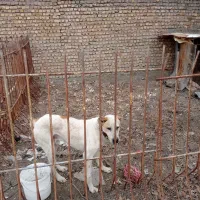 سگ افغان|سگ|مشهد, سازمان آب|دیوار