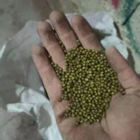 ماش بوجاری شده