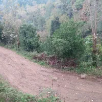 باغ مرکبات و چای ، واجارگاه ، گیل ملک|فروش زمین و ملک کلنگی|واجارگاه, |دیوار