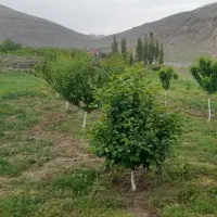 باغ در روستای هندور
