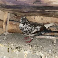 کبوتر|پرنده|مریوان, |دیوار