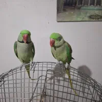 یه جفت شاتوتی نر و ماده