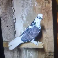 کفتر پرشی حسابی همگی بپر و سرحال|پرنده|قم, شاه سید علی|دیوار