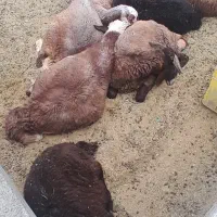 بره