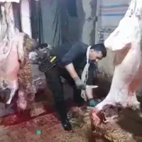 ذبح دام// گوسفند//گوساله زنده|حیوانات مزرعه|رودهن, |دیوار