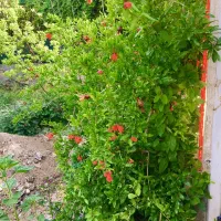 تنها باغ داخل شهر با آب و برق و گاز شهری اختصاصی|فروش خانه و ویلا|اصفهان, خاتون‌آباد|دیوار