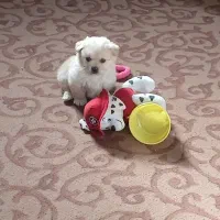 پامراشپیتز