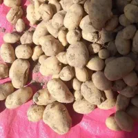 سیب زمینی ارکانیک تحویل در محل