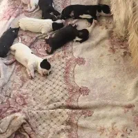 یدونه مشکی سفید مونده