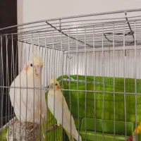 پرنده عروس|پرنده|تربتحیدریه, شهدا|دیوار