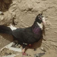 پلنگ سیاه ماده