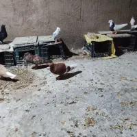 20عدد زنگی همه دوری