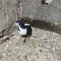 چپ سیاه کفتر رنگه کبوتر پلاکی