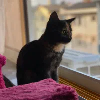 واگذاری گربه ۴ماهه|گربه|رشت, سعدی (تختی)|دیوار