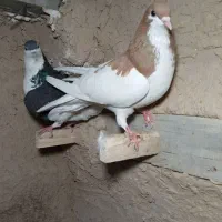 کبوتر شهری|پرنده|مرودشت, بیست متری بیمارستان|دیوار