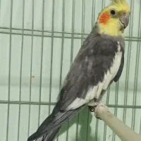 عروس هلندی نر بالغ