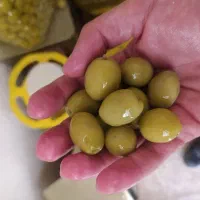 فروش زیتون درجه یک طارم بینظیر