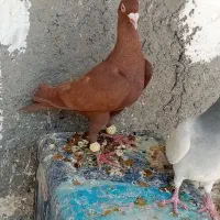 کفتر|پرنده|شیراز, کوشک میدان|دیوار