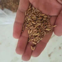 شلتوک مخصوص برنج