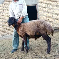 بره نر همو و بره ماده هترو