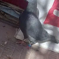 کبوتر گم شده