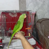 جوجه شاه طوطی دانه خور کاملا آشتی آماده سخنگو کردن
