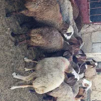 میش و بره..گوسفند