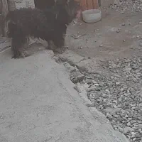 سگ سالم