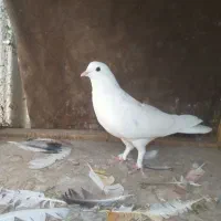 کبوتر پرشی