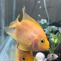 ماهی طوطی آگواریومی|ماهی|یزد, |دیوار