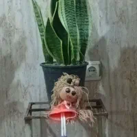 گل طبیعی|گل و گیاه طبیعی|باقرشهر, |دیوار