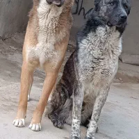سگ نگهبان
