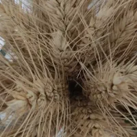 انگوت روستای آدم دره