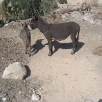 الاغ ماده با کُره ماده..|حیوانات مزرعه|دهدشت, |دیوار