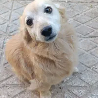 سگ نر|سگ|اسفراین, |دیوار