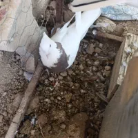 یه کفتر ماده طوقی|پرنده|جم, |دیوار