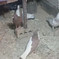 کبوتر|پرنده|مشهد, کلاته برفی|دیوار