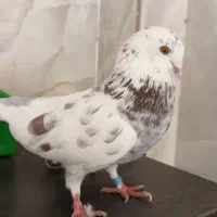 کبوتر|پرنده|شاهین‌شهر, نسیم ۵|دیوار