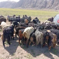 ۸۰بز داشتی