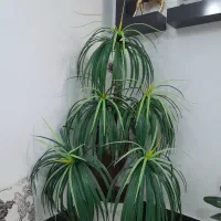 درختچه مصنوعی نخل مردابی|گل مصنوعی|زابل, |دیوار