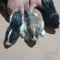 ۲ عدد خرگوش صحرایی