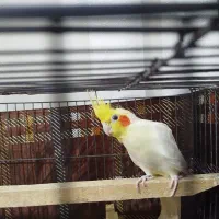 عروس هلندی ماده