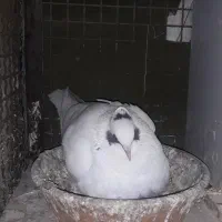 کفتر کبوتر شاپر خال ابی کم خال|پرنده|چرداول, |دیوار