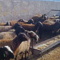 میش بره دار|حیوانات مزرعه|بشاریات, |دیوار