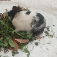 بچه‌خرگوش‌|موش و خرگوش|مشهد, کلاته برفی|دیوار